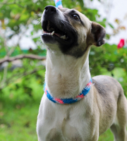 Perro con collar de color azul