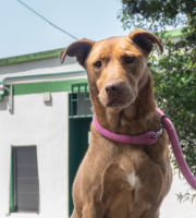 perro con collar en la UCA