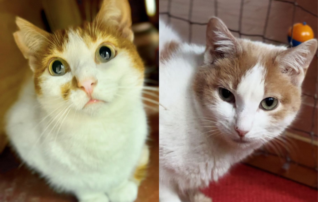 dos gatos en sitio encerrado