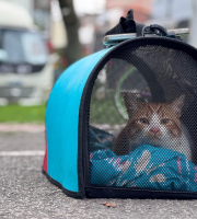 Gato en guacal en parque 