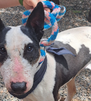 Frodo, el guerrero ingles de corazón noble que espera un hogar