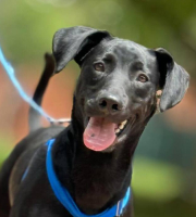 perro color negro con collar al aire libre