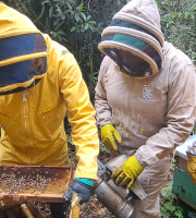 equipo sinanstropico, colmena de abejas 