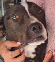 perrita mirando al frente, con ojos marrón, la abraza una mujer sobre su pecho