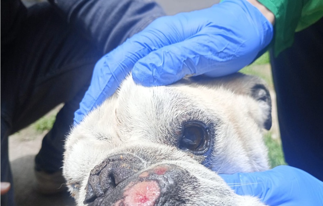 IDPYBA rescata perrita presuntamente sobre explotada en criaderos ilegales