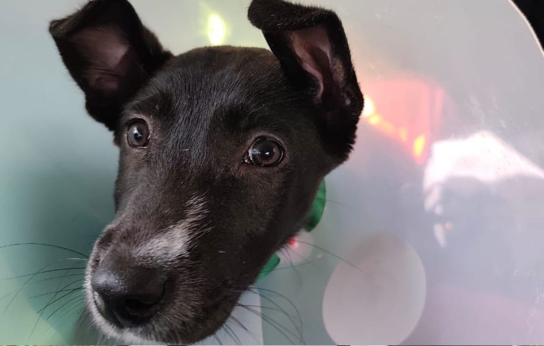 Rock and Roll: el cachorro de orejas puntiagudas que con la ayuda del IDPYBA desafió las calles y venció una hernia rodeado de amor
