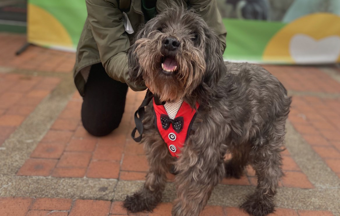 Adopción de perros y gatos: una apuesta para acabar el dolor que viven los animales en las calles