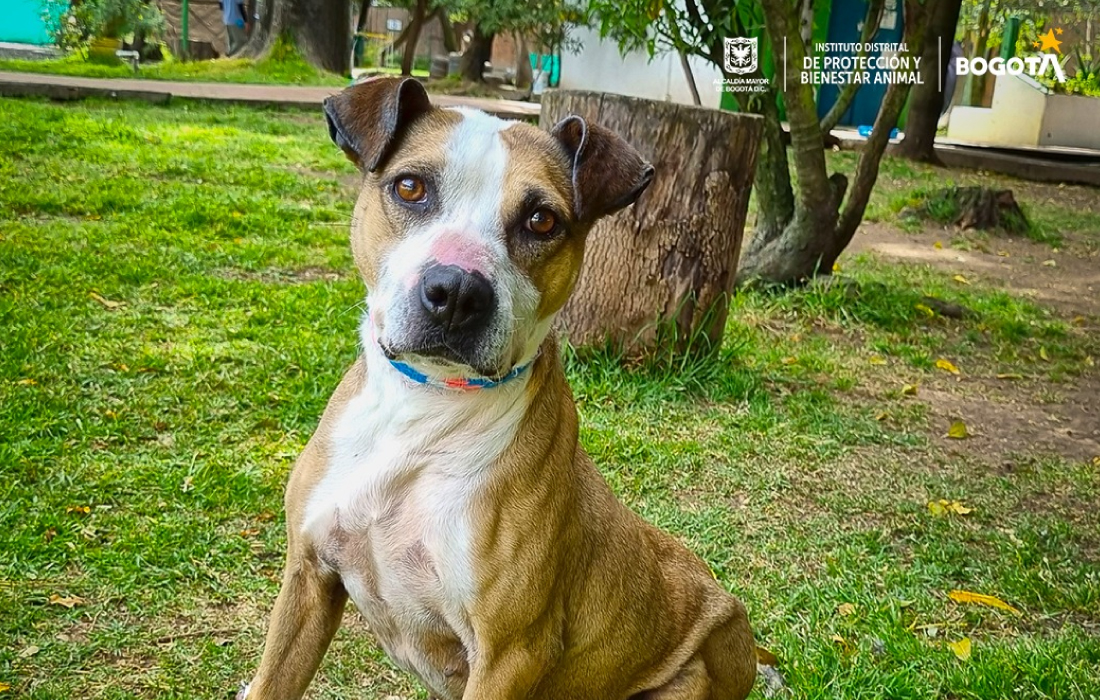Jornada de adopción y vacunación este 24 de mayo en  el Parque Comercial La Colina 138