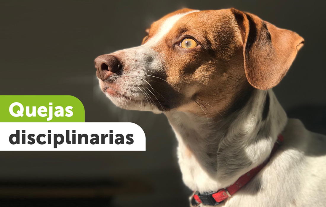 Lineamientos para tener en cuenta en la presentación de quejas disciplinarias