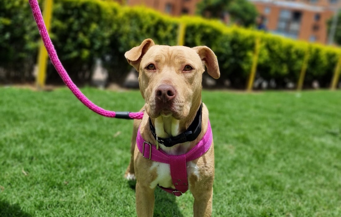 Gaticos y Perritos en el parque