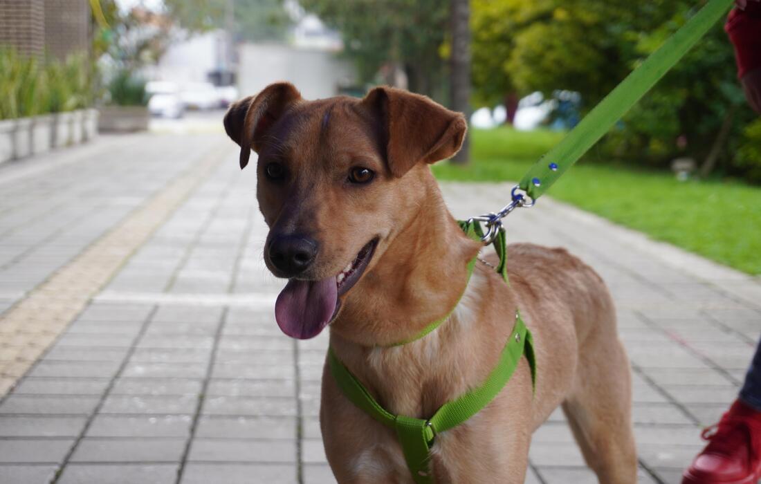 Gaticos y Perritos en el parque