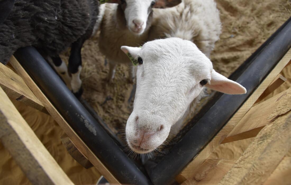 Proyectos para la defensa, protección y transformación en favor de los animales