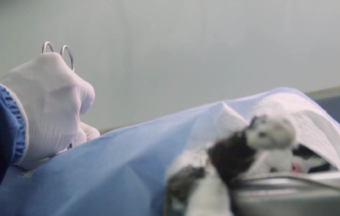 IDPYBA activa 4 puntos móviles de esterilización  animal en zonas estratégicas de Bogotá con 15 mil nuevos cupos
