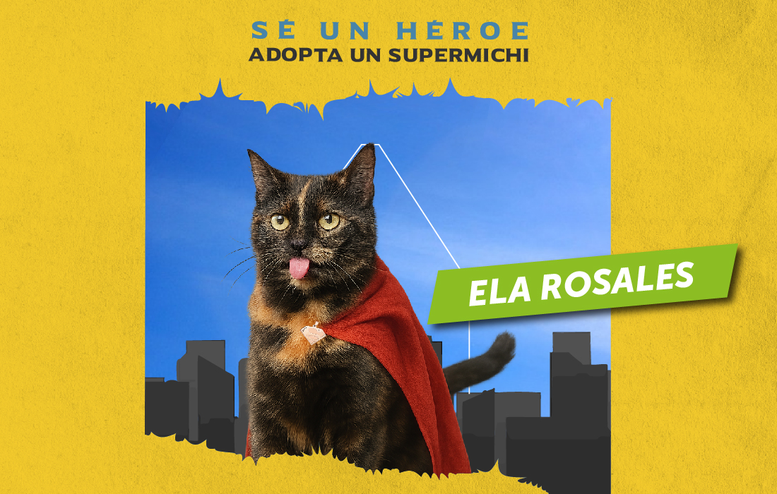 Adopta-un-supercriollo-o-un-supermichi!