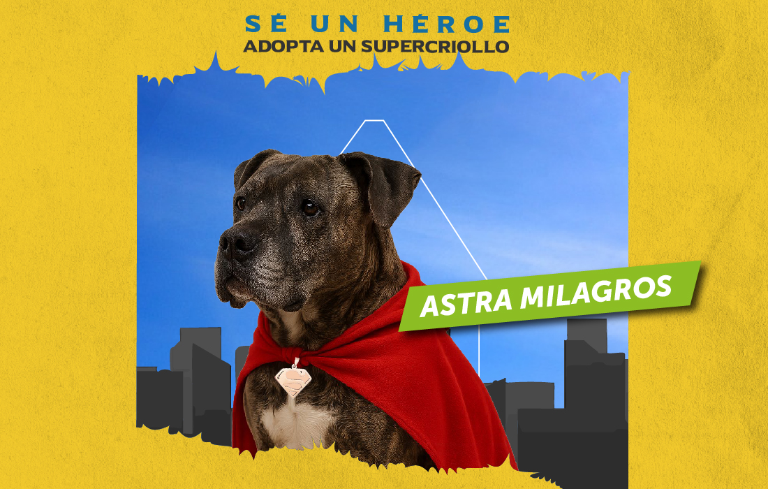 Adopta-un-supercriollo-o-un-supermichi!