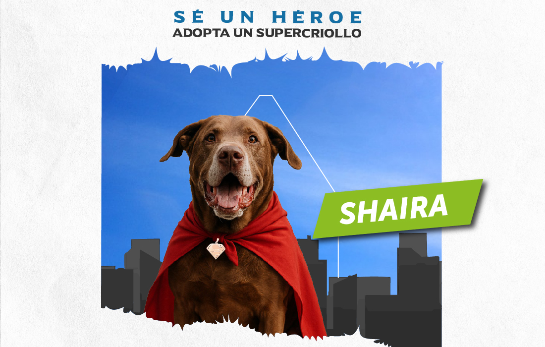 Adopta-un-supercriollo-o-un-supermichi!