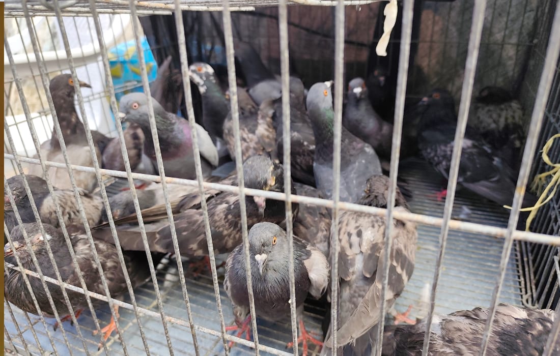 Palomas atendidas en la plaza lourdes