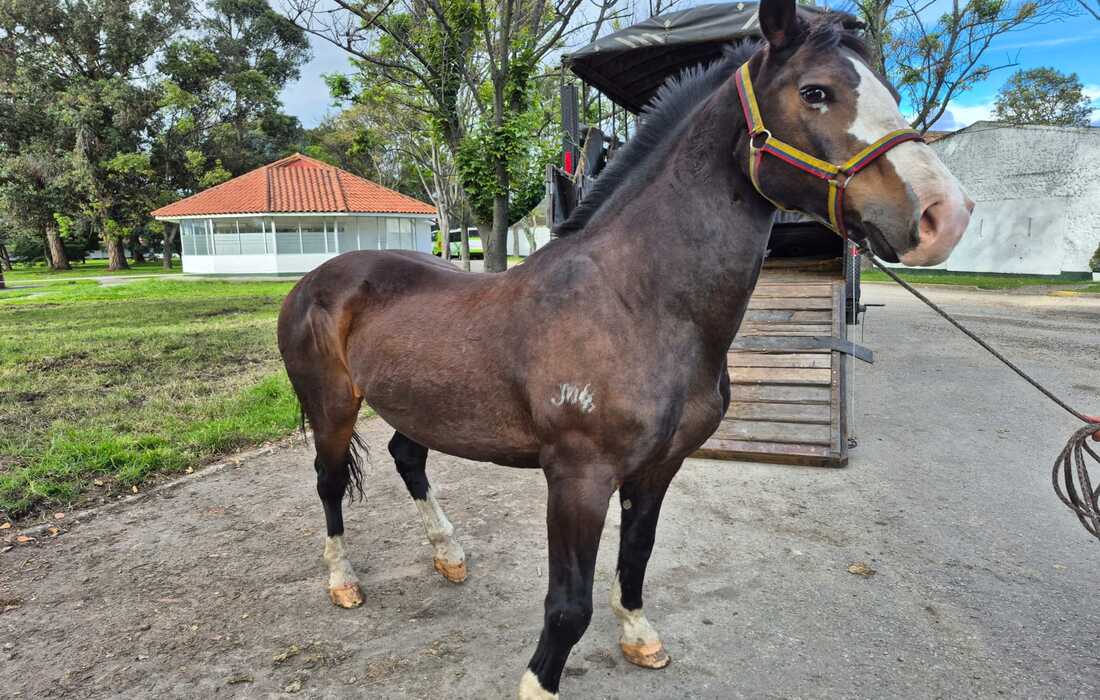 Adopción caballos y caninos 