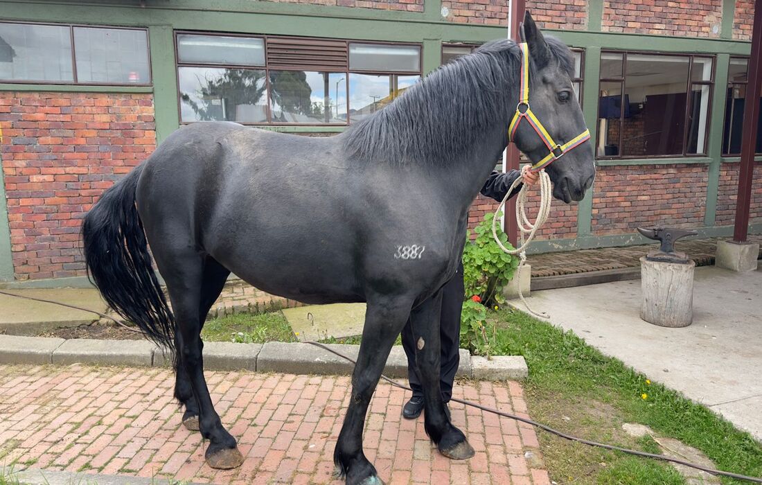 Adopción caballos y caninos 