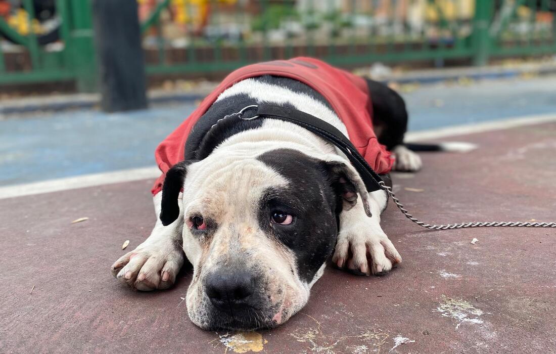 El perro de barrio: la historia jamás contada de Bogotá