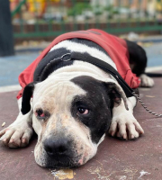 Perro de barrio