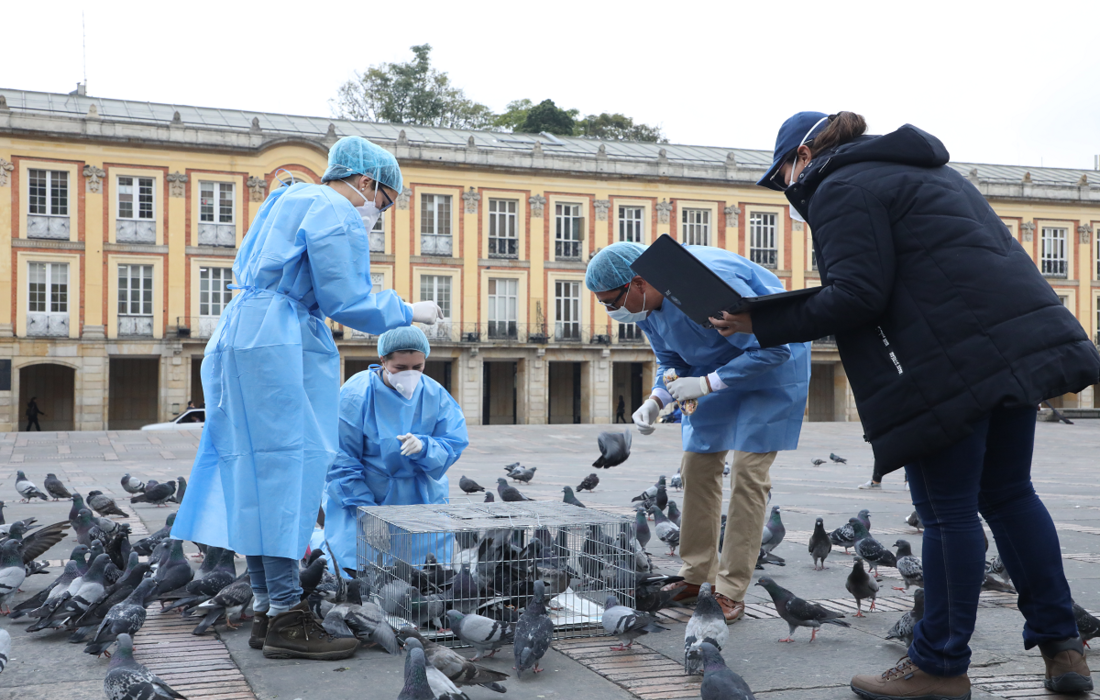 Atención palomas plaza de bolivar