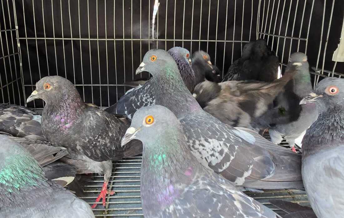 Atención palomas plaza de bolivar