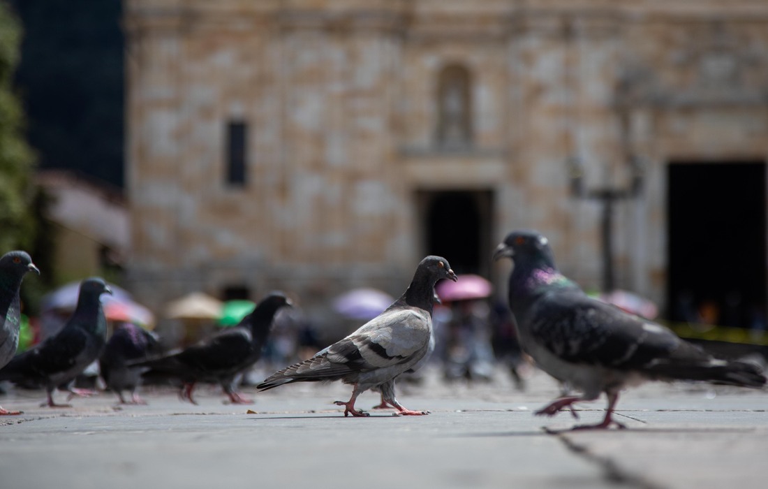 Atención palomas plaza de bolivar