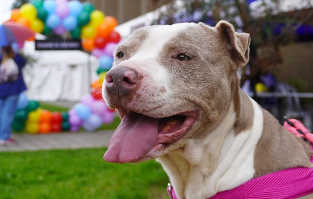 Día Mundial de los Animales con jornada de adopción y actividades pedagógicas