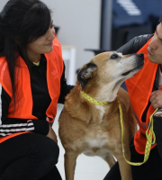El IDPYBA invita a participar responsablemente en el Simulacro Distrital de Evacuación 2025 con sus animales de compañía