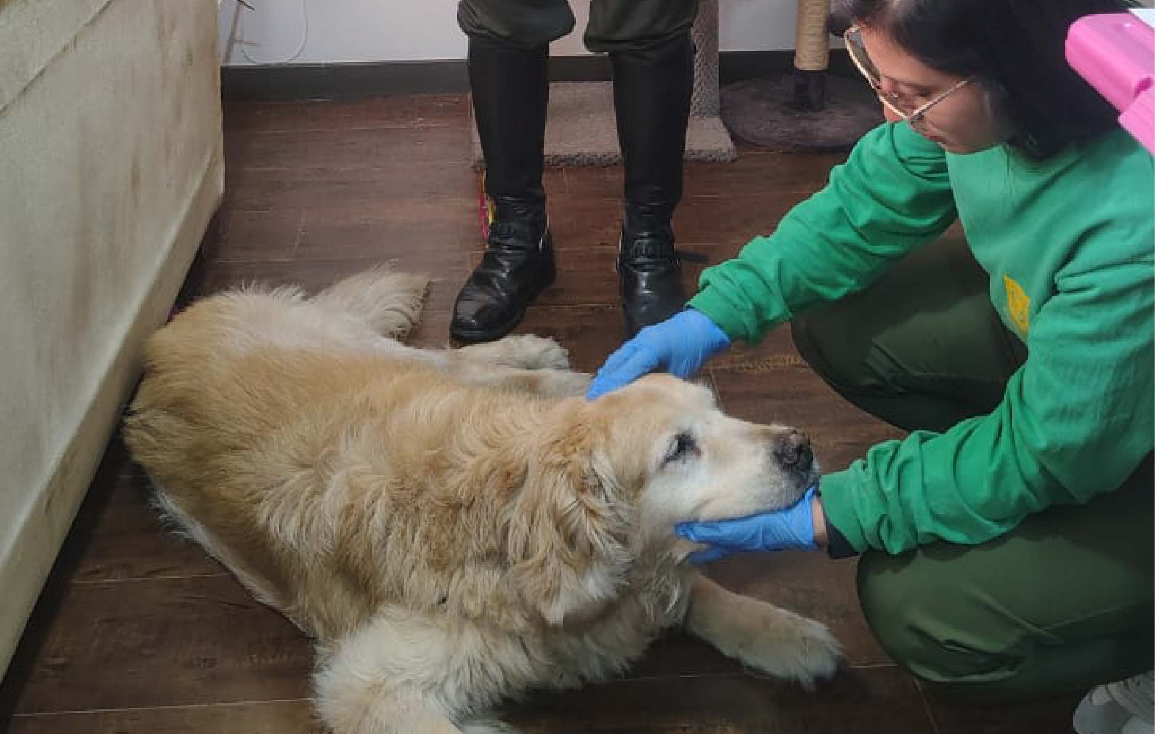 Distrito rescató a Samantha, víctima de presunto maltrato animal en Usaquén