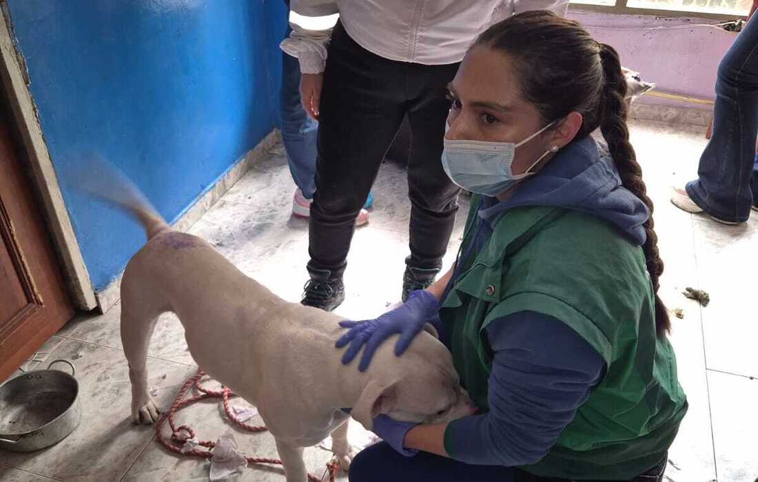 Rescatado Rugger, un perro víctima de maltrato en Kennedy