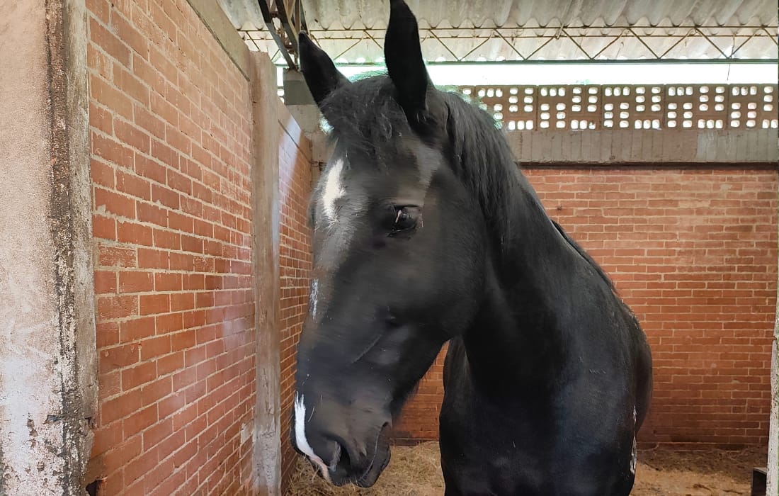 Equinos héroes entregan sus riendas de servicio: 10 caballos inician una nueva vida junto a sus familias adoptantes