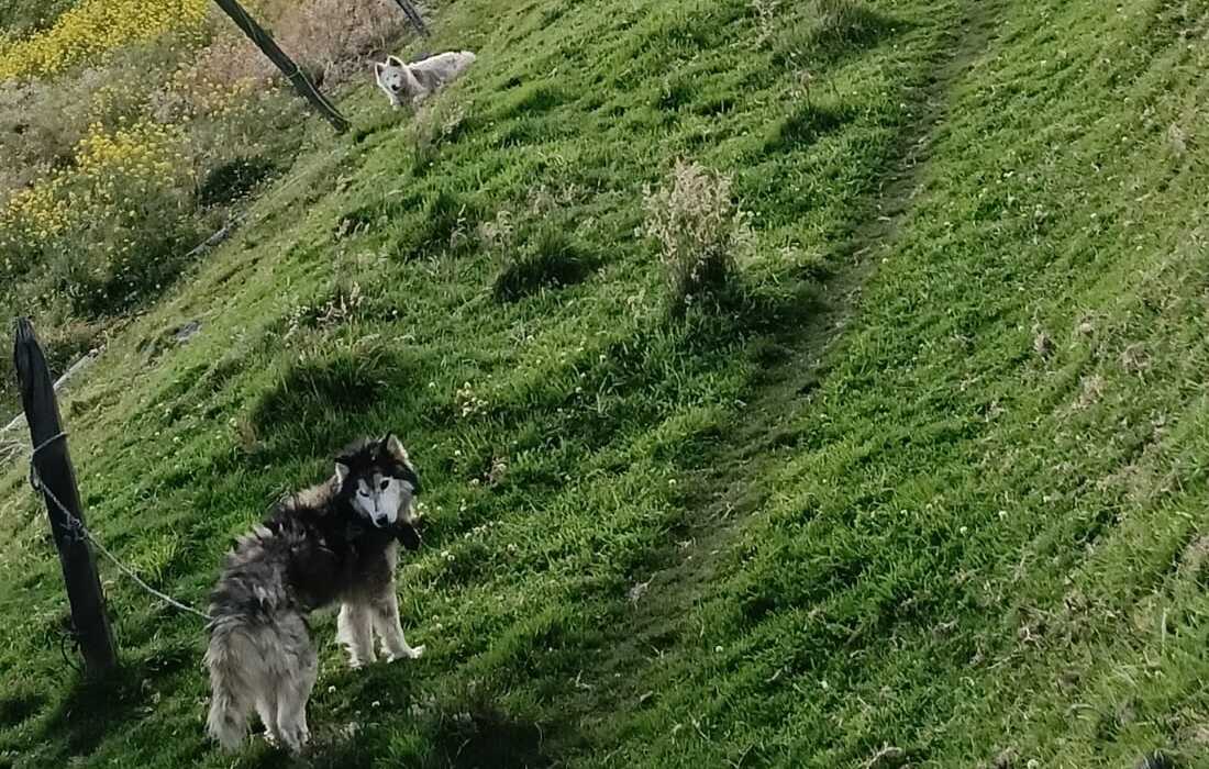 La Alcaldía de Bogotá desmanteló presunto criadero ilegal en zona rural de Ciudad Bolívar
