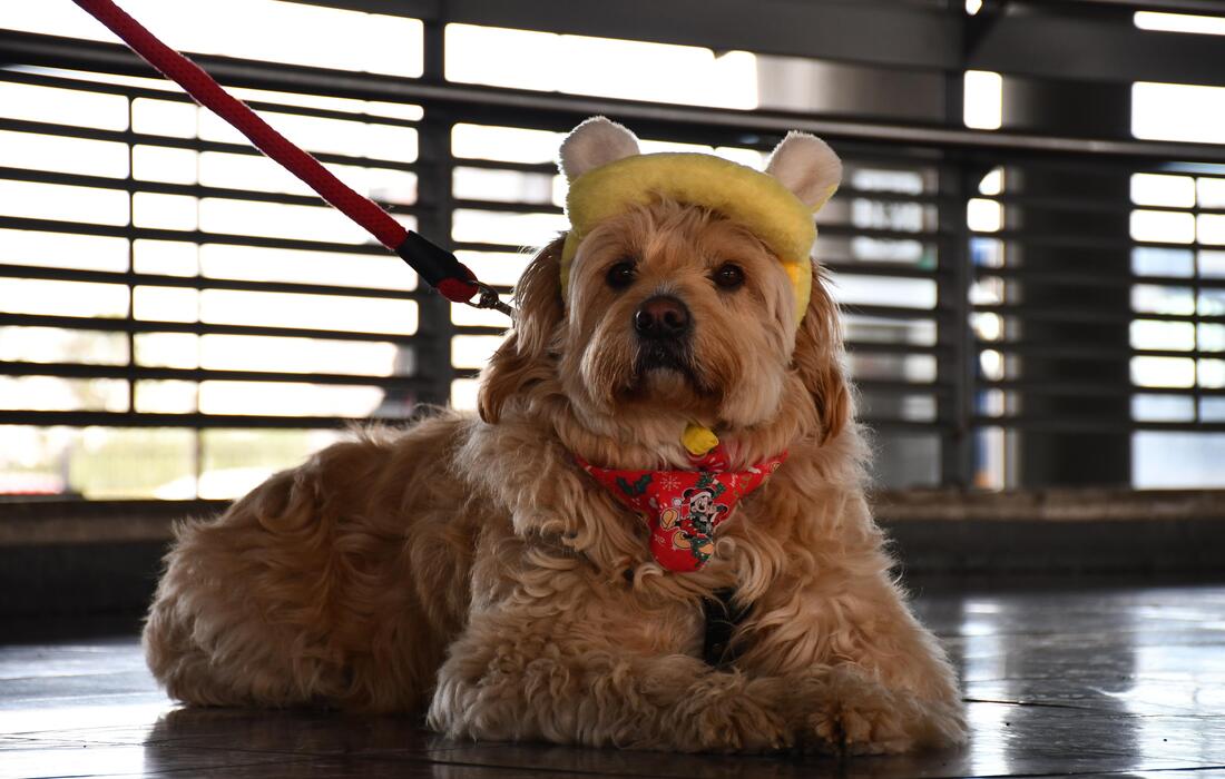 Bogotá avanza en el bienestar animal: TRANSMILENIO S.A.  y el IDPYBA firman convenio para atender casos de abandono en el Sistema y capacitación de conductores