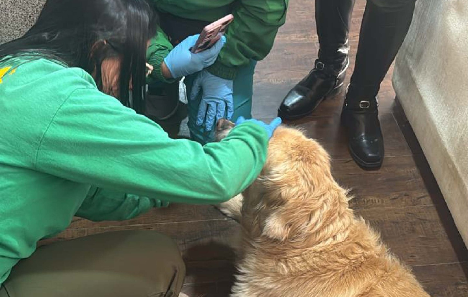 Imagen de perrita Samanta siendo atendida 