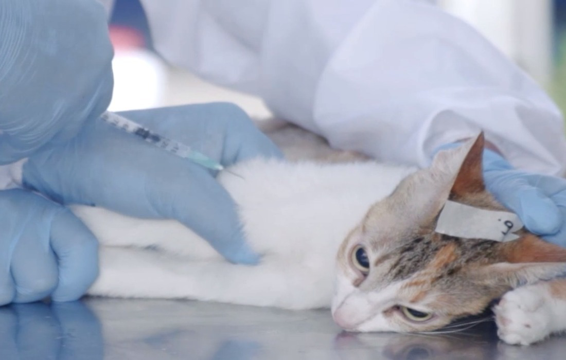 Foto de esterilizaciones de gato y perro 