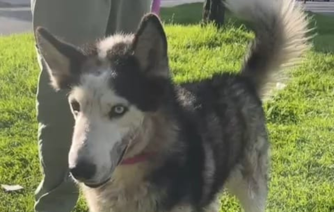 Fotos de Scar antes y después