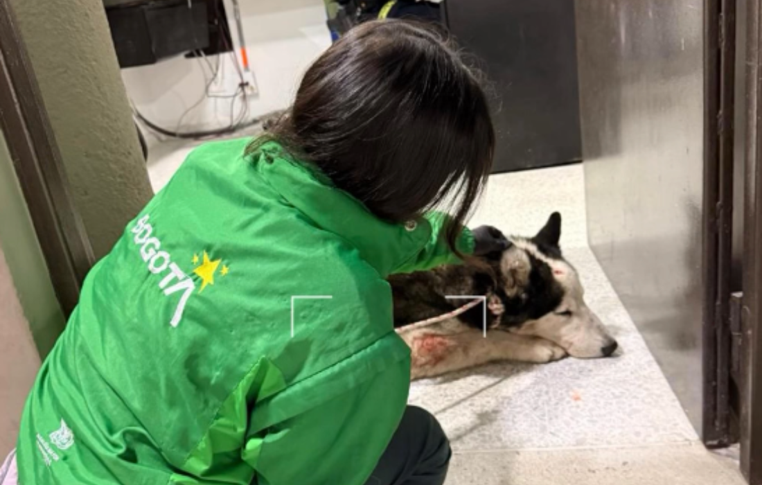 Fotos de Scar antes y después