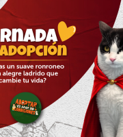 gato super heroe, pieza gráfica de la jornada