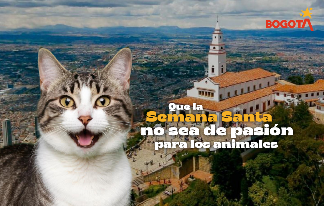 Bogotá: recomendaciones a tenedores de animales de compañía para visitar a Monserrate o sitios de aglomeración durante esta Semana Santa