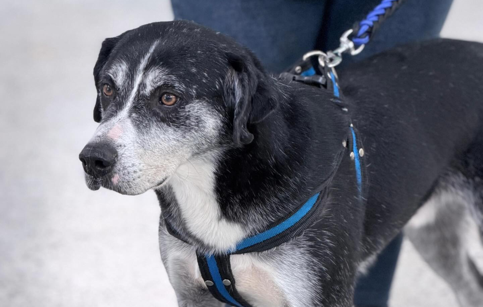 Perro mirando a la cámara