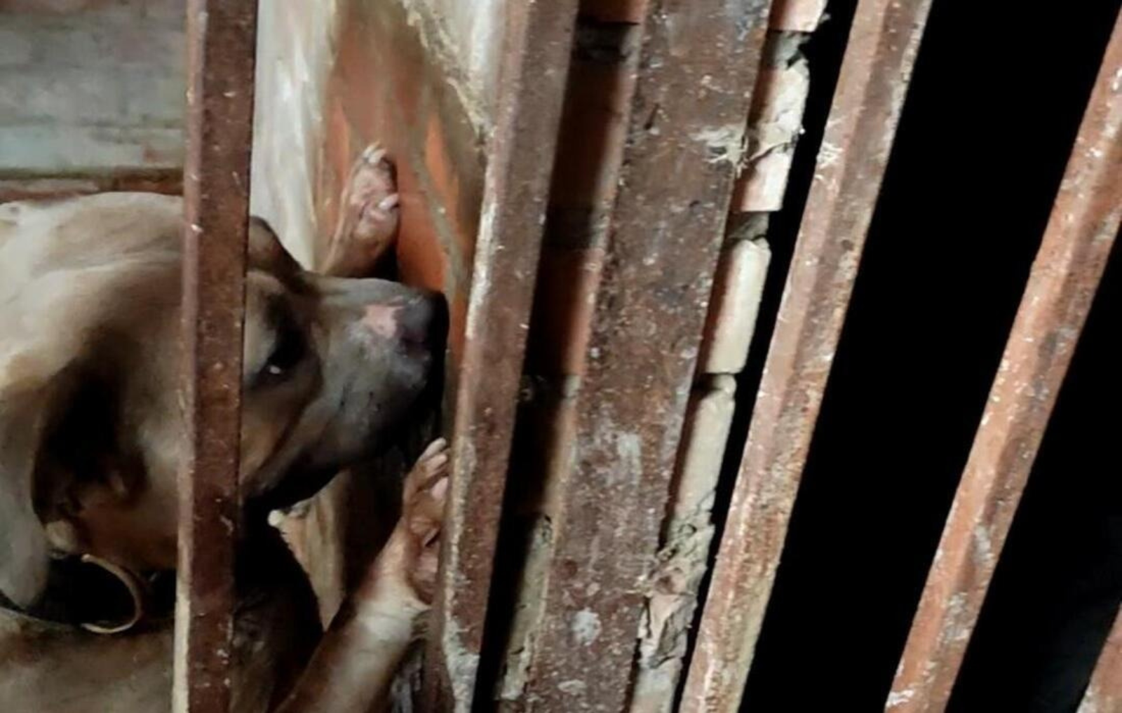 Fotos de perritos en el lugar donde fueron encontrados, entre el barro y en mal estado