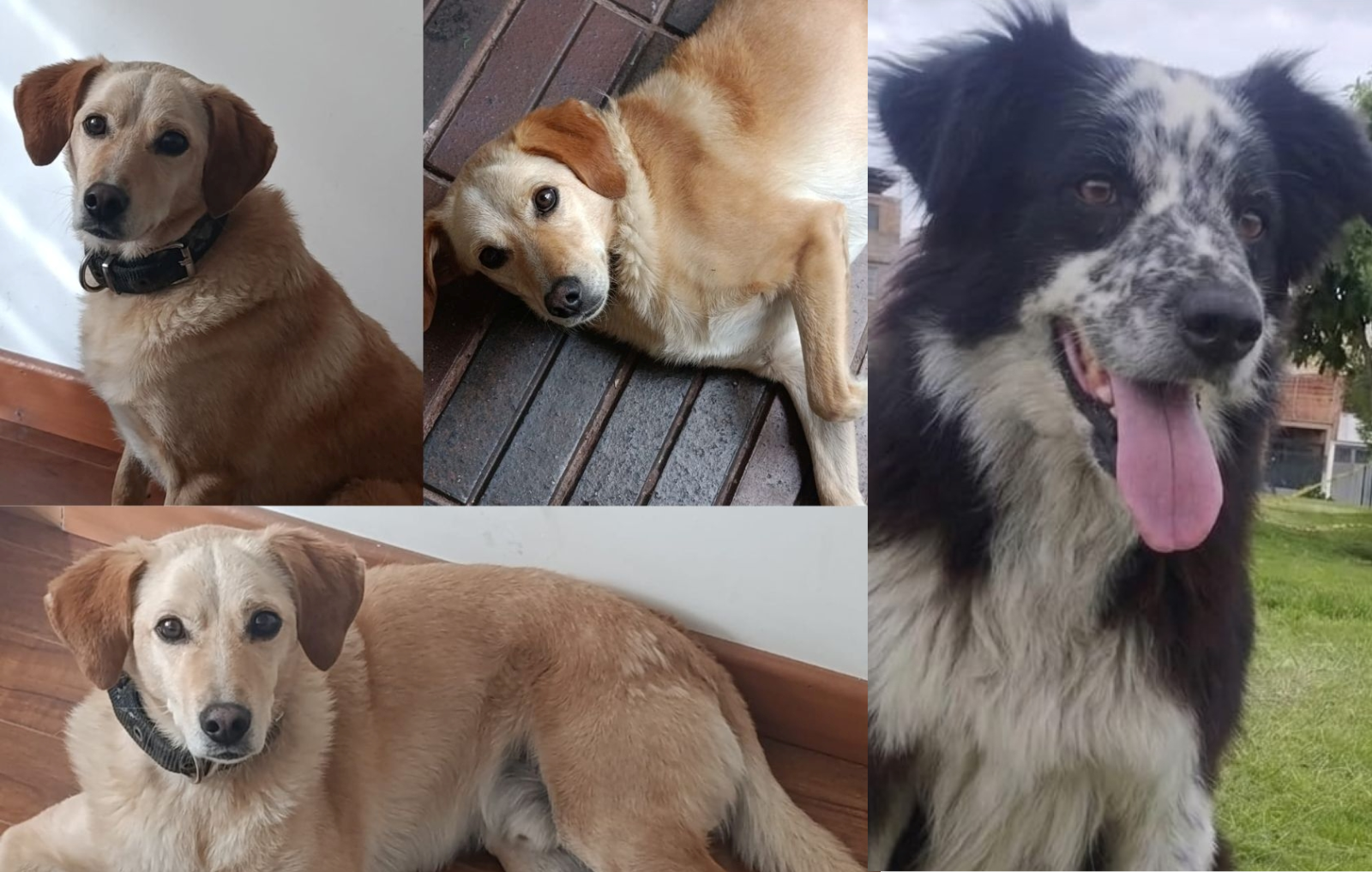 foto de tres perros que buscan hogar