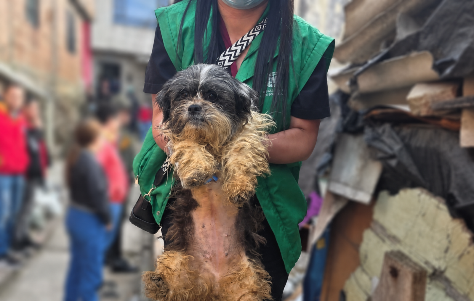 Perros y gatos rescatados 