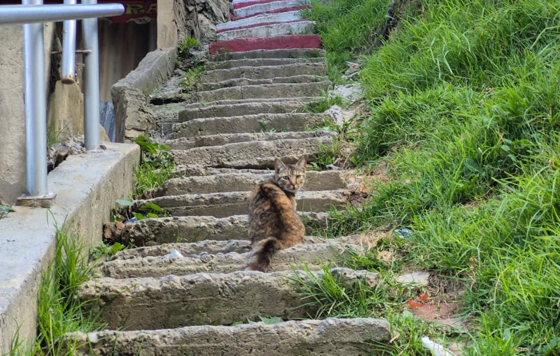 Imagen 1: Personas y perros participan en una jornada del Instituto Distrital de Protección y Bienestar Animal, en un espacio al aire libre con material informativo sobre bienestar animal.  Imagen 2: Gato de pelaje carey sentado en unas escaleras de piedra junto a una zona verde.  Imagen 3: Perro negro acostado sobre el césped de un parque, con arnés y collar.  Imagen 4: Personas y perros participan en una actividad de bienestar animal en un espacio institucional, con material informativo y carpas.