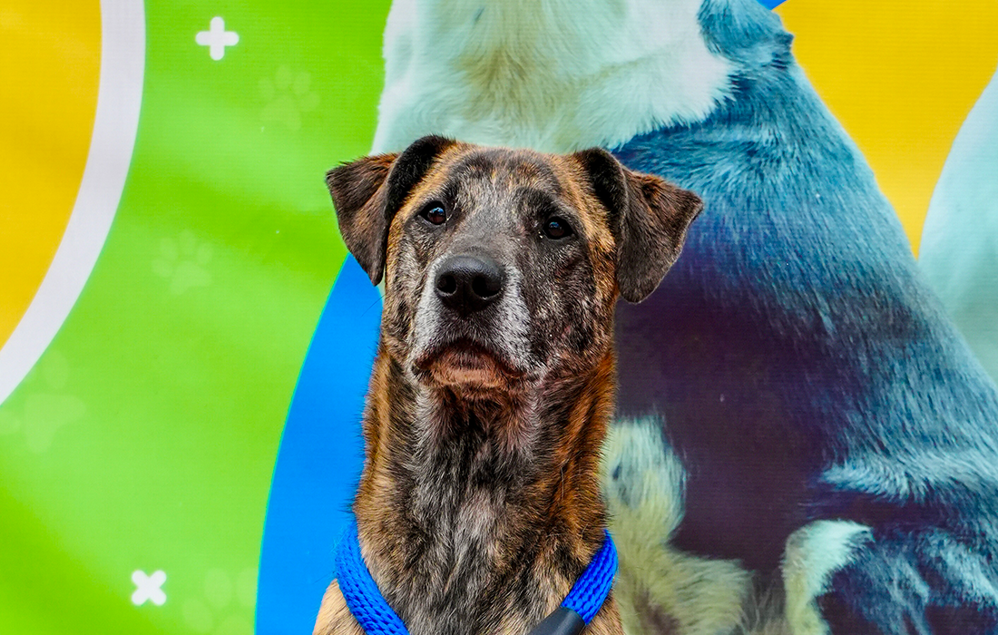 20 perros y gatos buscan una segunda oportunidad en jornada de adopción del IDPYBA en Plaza de las Américas