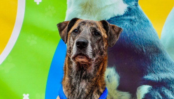 20 perros y gatos buscan una segunda oportunidad en jornada de adopción del IDPYBA en Plaza de las Américas