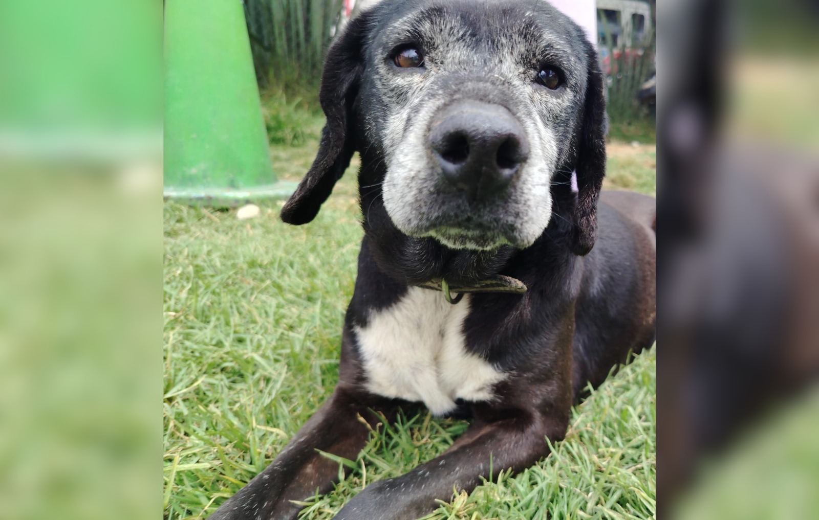 Imágenes de los perros que fueron rescatados del refugio en Fonitbón