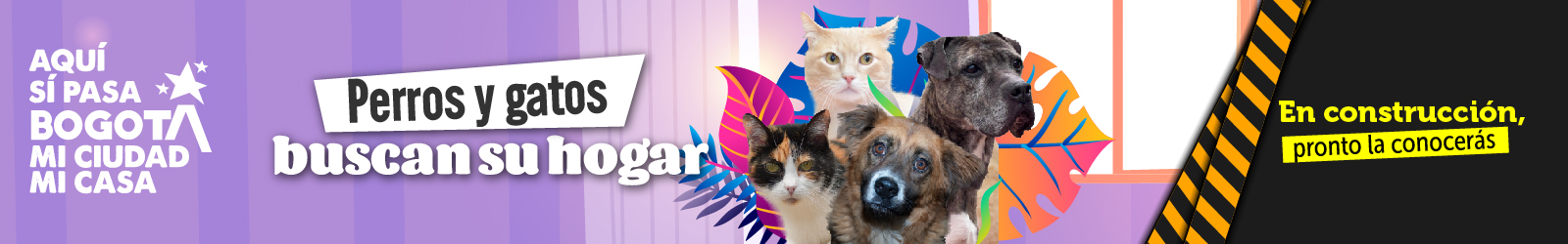 Banner de perros y gatos perdidos